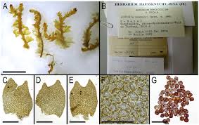 Attēlu rezultāti vaicājumam “Lophozia capitata”