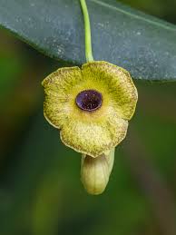 Attēlu rezultāti vaicājumam “Aristolochia durior flower”