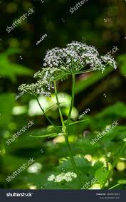 Image result for Chaerophyllum aureum