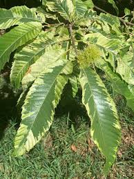 Attēlu rezultāti vaicājumam “Castanea sativa  leaf”