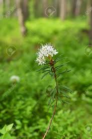 Attēlu rezultāti vaicājumam “Ledum palustre flower”