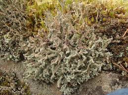 Attēlu rezultāti vaicājumam “Cladonia squamosa”