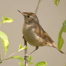 Attēlu rezultāti vaicājumam “Acrocephalus dumetorum”
