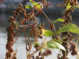 Attēlu rezultāti vaicājumam “Fallopia dumetorum”