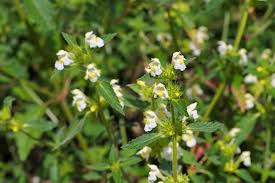 Image result for Galeopsis segetum