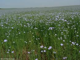 Attēlu rezultāti vaicājumam “Linum usitatissimum flower”