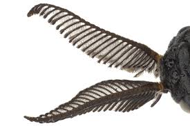 Attēlu rezultāti vaicājumam “Neodiprion sertifer”