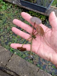 Attēlu rezultāti vaicājumam “Hydrocharis morsus-ranae fruit”