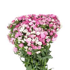 Image result for Dianthus barbatus