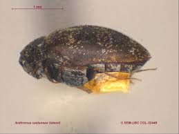 Attēlu rezultāti vaicājumam “Anthrenus sp. imago”