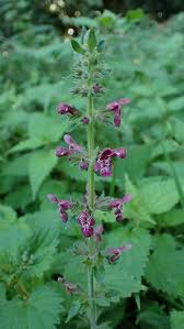 Attēlu rezultāti vaicājumam “Stachys sylvatica leaf”