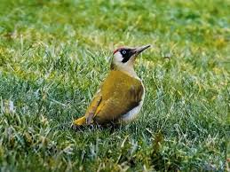 Attēlu rezultāti vaicājumam “Picus viridis”