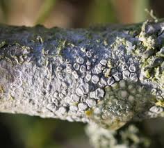 Attēlu rezultāti vaicājumam “Lecanora carpinea”