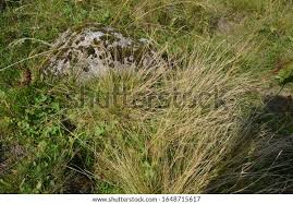 Attēlu rezultāti vaicājumam “Nardus stricta fruit”