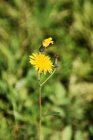 Attēlu rezultāti vaicājumam “Leontodon autumnalis”