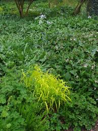 Attēlu rezultāti vaicājumam “Milium effusum flower”