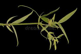 Attēlu rezultāti vaicājumam “Lathyrus pratensis leaf”