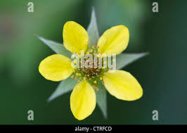 Attēlu rezultāti vaicājumam “Potentilla erecta bud”