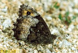 Attēlu rezultāti vaicājumam “Hipparchia alcyone”