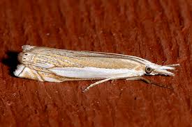 Attēlu rezultāti vaicājumam “Crambus”