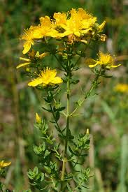 Image result for Johanniskraut