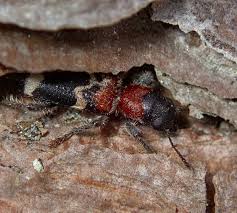 Attēlu rezultāti vaicājumam “Thanasimus formicarius”