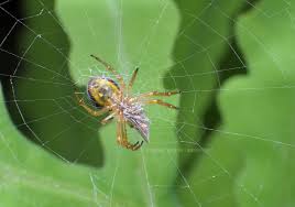 Attēlu rezultāti vaicājumam “Araneidae”