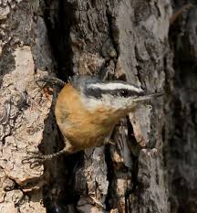 Image result for Sitta canadensis