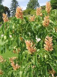 Attēlu rezultāti vaicājumam “Aesculus x neglecta flower”