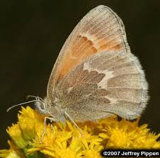 Attēlu rezultāti vaicājumam “Coenonympha tullia”