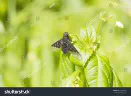 Attēlu rezultāti vaicājumam “Hemipenthes morio”