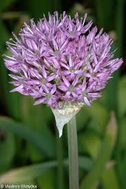 Attēlu rezultāti vaicājumam “Allium holandicum bud”