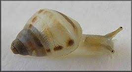 Attēlu rezultāti vaicājumam “Diderma roanense macro”