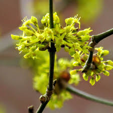 Attēlu rezultāti vaicājumam “Cornus mas flower”