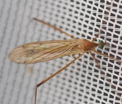 Attēlu rezultāti vaicājumam “Cribraria ferruginea”