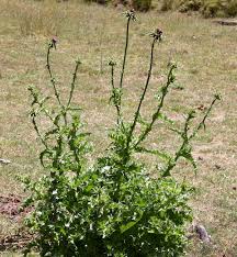 Image result for Silybum marianum