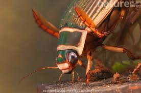 Attēlu rezultāti vaicājumam “Dytiscus marginalis”