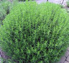 Image result for Bohnenkraut