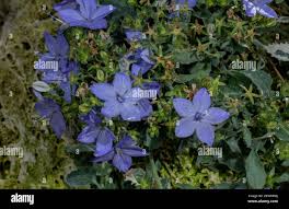 Image result for Campanula isophylla