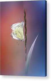 Attēlu rezultāti vaicājumam “Pieris napi”