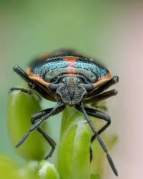 Attēlu rezultāti vaicājumam “Eurydema oleracea”