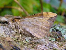 Attēlu rezultāti vaicājumam “Eulithis populata”