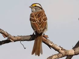 Image result for Zonotrichia albicollis