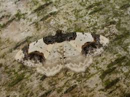 Attēlu rezultāti vaicājumam “Ligdia adustata”