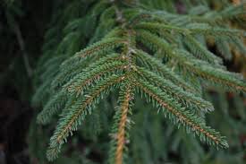 Attēlu rezultāti vaicājumam “Picea orientalis”