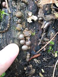 Attēlu rezultāti vaicājumam “Lycogala cf. fossiculatum young”