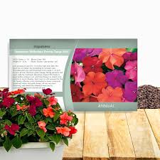 Image result for Impatiens walleriana