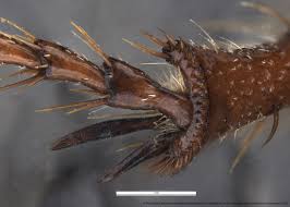 Attēlu rezultāti vaicājumam “Melolontha hippocastani”