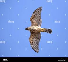 Attēlu rezultāti vaicājumam “Accipiter gentilis”