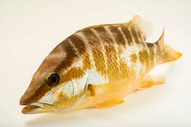 Image result for Lutjanus apodus